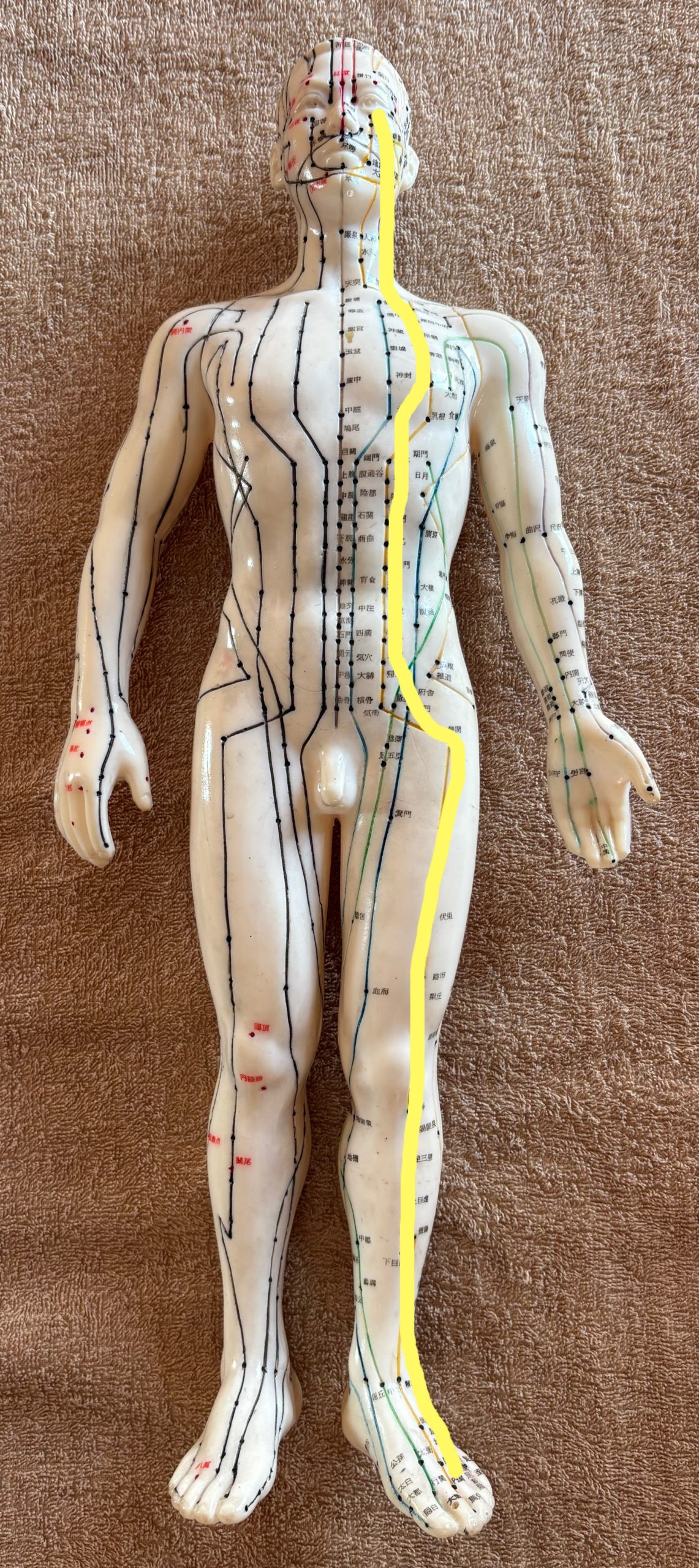 胃経の経絡ラインを示す経絡模型の画像